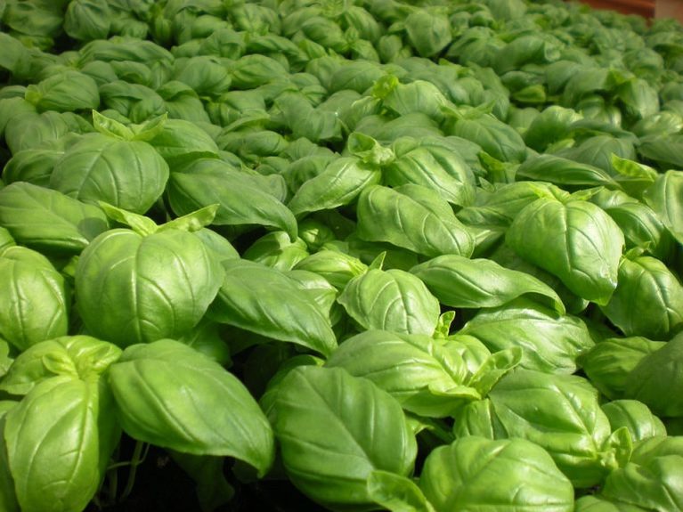 Basil leaves 768x576